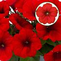 Afbeelding van Petunia P12 Red fire